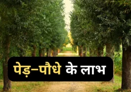 Benefits of Trees: पेड़ पौधे से हमें क्या क्या मिलता है, जाने 10 लाभ