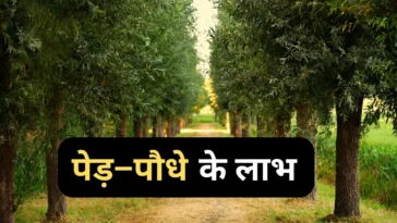 Benefits of Trees: पेड़ पौधे से हमें क्या क्या मिलता है, जाने 10 लाभ