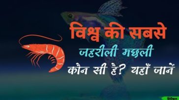 विश्व की सबसे जहरीली मछली कौन सी है