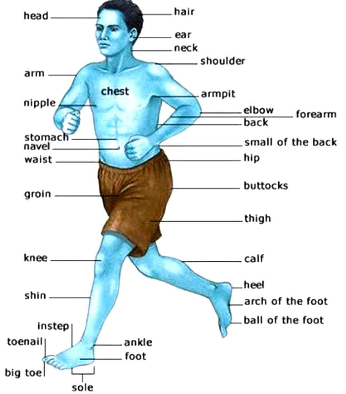 Human Body Parts Name in Hindi 