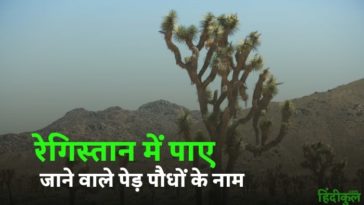 रेगिस्तान में पाए जाने वाले पेड़ पौधों के नाम