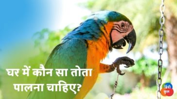 घर में कौन सा तोता पालना चाहिए
