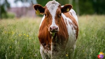 भारत में पशुओं की हीन दशा के कारण