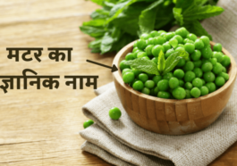 मटर का वैज्ञानिक नाम