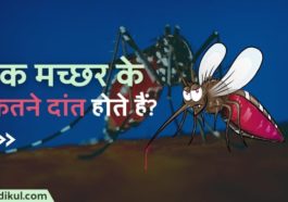 एक मच्छर के मुंह में कितने दांत होते हैं