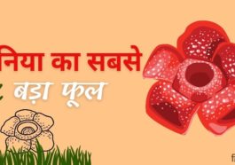 दुनिया का सबसे बड़ा फूल