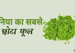 दुनिया का सबसे छोटा फूल