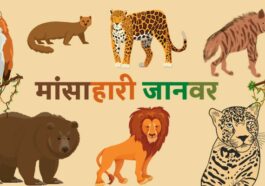 मांसाहारी जानवरों के नाम (Carnivorous Animals Name in Hindi and English)