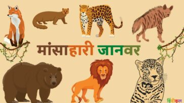 मांसाहारी जानवरों के नाम (Carnivorous Animals Name in Hindi and English)